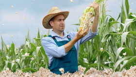 Зерновой совет снизил оценку мирового производства кукурузы